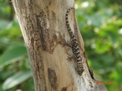 Phyllopezus pollicaris