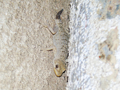 Mediodactylus kotschyi