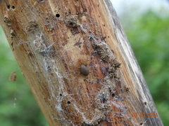 Loxosceles amazonica