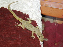 Mediodactylus kotschyi