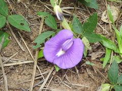 Centrosema brasilianum