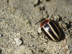 Calligrapha californica coreopsivora