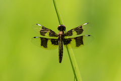 Palpopleura