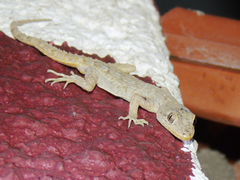 Mediodactylus kotschyi