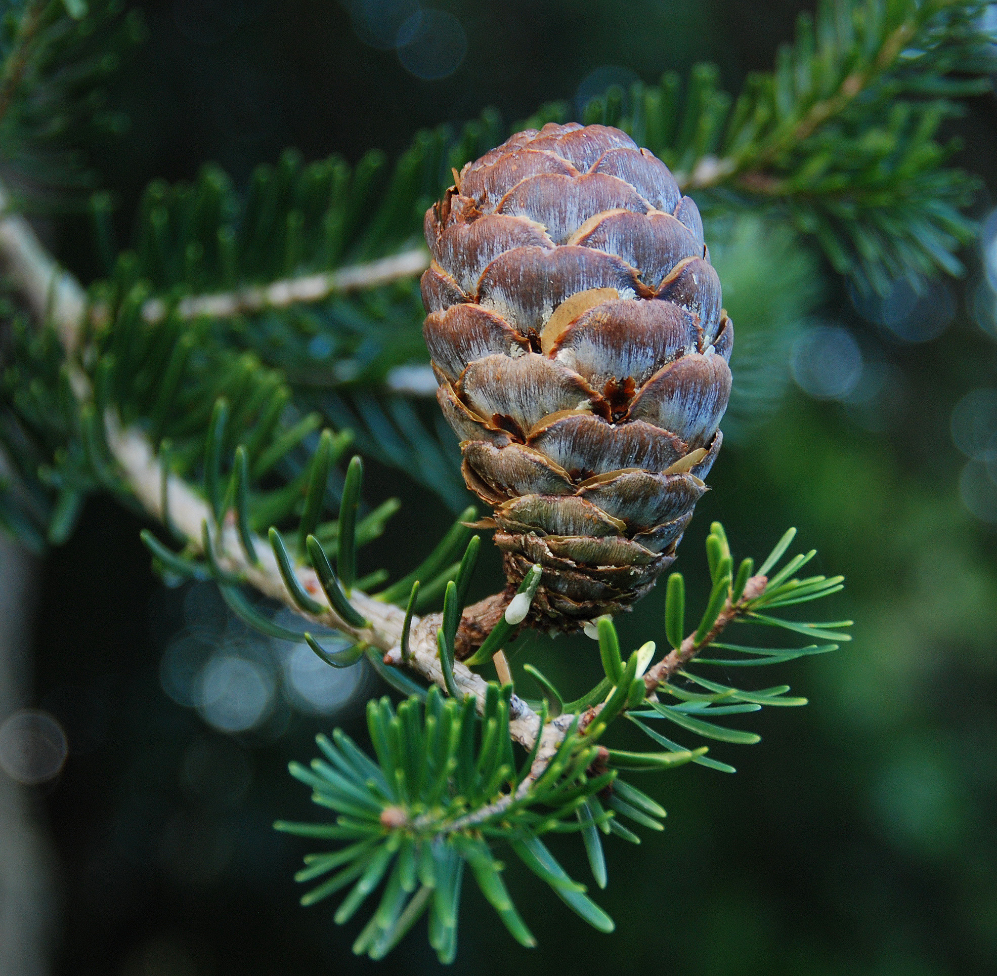 Keteleeria