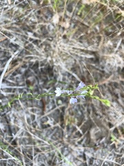 Lobelia nuttallii