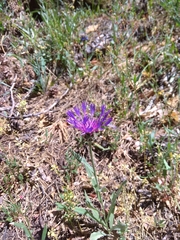 Centaurea graminifolia