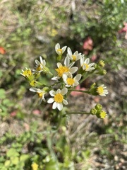 Senecio integerrimus ochroleucus