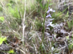 Lobelia nuttallii