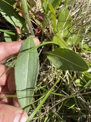 Senecio integerrimus ochroleucus
