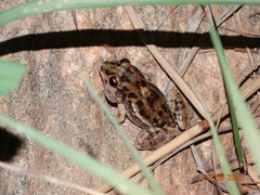 Leptodactylus troglodytes