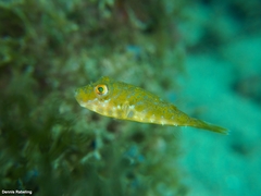 Sphoeroides marmoratus