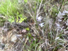 Lobelia nuttallii