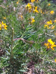 Adenocarpus hispanicus