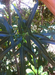 Brachychiton compactus