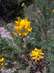 Adenocarpus hispanicus