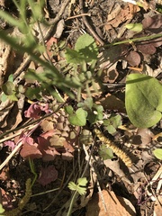 Cardamine polemonioides