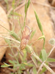 Pterothrixidia rufella