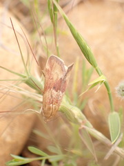 Pterothrixidia rufella