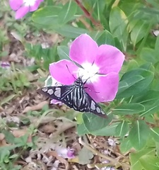 Phocides belus