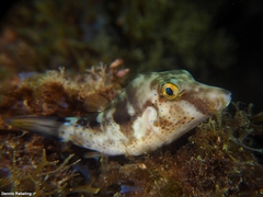 Canthigaster capistrata