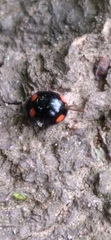 Brachiacantha quadripunctata
