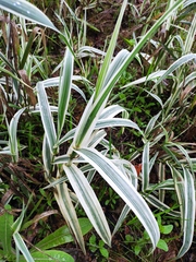 Arundo donax versicolor