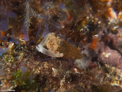 Gnathophyllum elegans