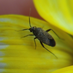 Lepidargyrus ancorifer