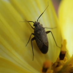 Lepidargyrus ancorifer