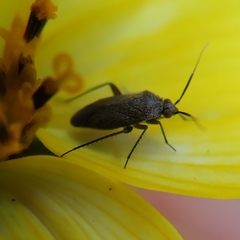 Lepidargyrus ancorifer