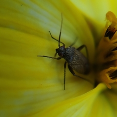 Lepidargyrus ancorifer