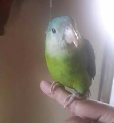 Brotogeris pyrrhoptera