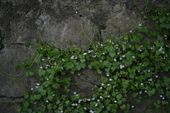 Cymbalaria muralis