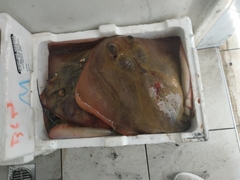 Dasyatis pastinaca