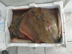 Dasyatis pastinaca