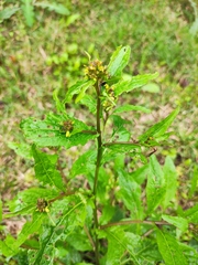 Rorippa indica