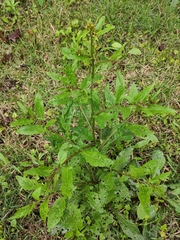 Rorippa indica