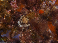 Gnathophyllum elegans