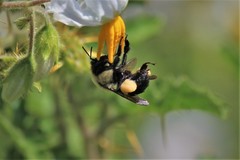 Bombus impatiens image