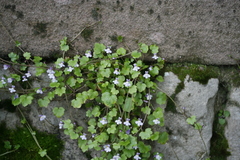 Cymbalaria muralis
