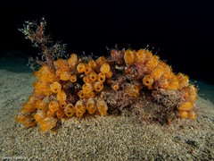 Stolonica socialis