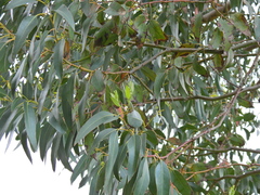 Eucalyptus gunnii