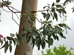 Eucalyptus gunnii