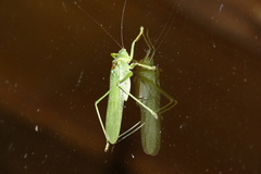 Megatympanon speculatum