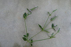Rostellularia procumbens