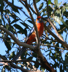 Platycercus elegans adelaidae