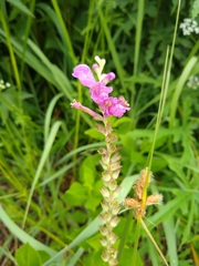Physostegia pulchella