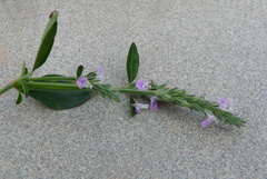 Rostellularia procumbens