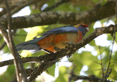 Platycercus elegans adelaidae
